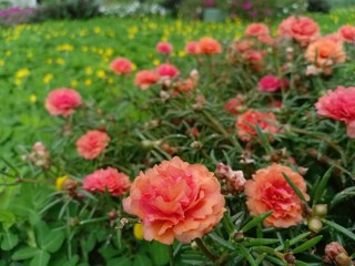 purslane flowers have colorful flower petals