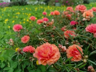 purslane flowers have colorful flower petals