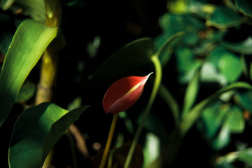 red tulip on green background