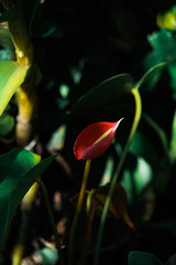 red tulip on green background