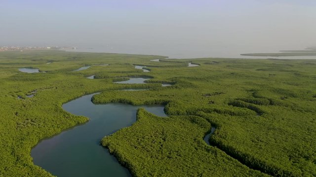 2020 - aerial over vast mangrove swamps on the winding Gambia River, The Gambia, West Africa.