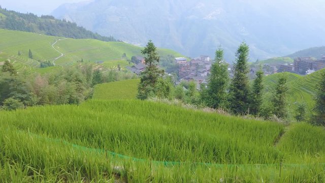Walking along the Seven Stars Accompany the Moon cascading layered Rice Terraces forming part of Longji Rice Terraces, Pingan village, northern Guilin, Guangxi Province, China