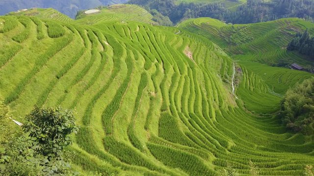 Panoramic View of Seven Stars Accompany the Moon cascading layered Rice Terraces forming part of Longji Rice Terraces, Pingan village, northern Guilin, Guangxi Province, China