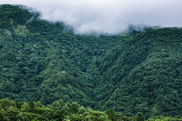長野県白馬村の森