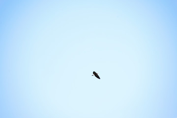 bird in the sky