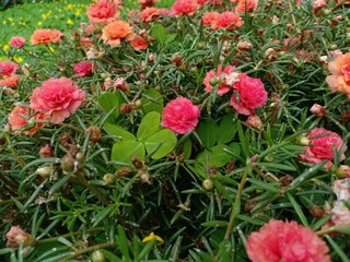 purslane flowers have colorful flower petals