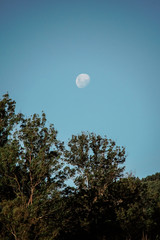 day moon over the forest 