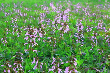Fototapeta premium flowers in the grass