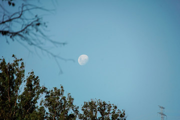 day moon over the forest 