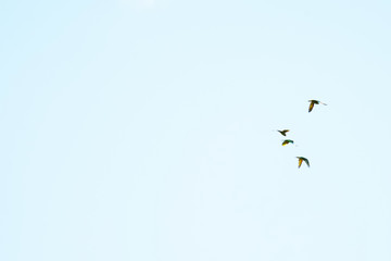 birds flying in the sky