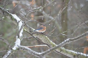 Bluebird in Icy Tree