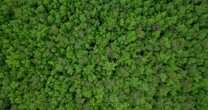 Aerial top drone view of heavy density mangrove trees and forest in the gulf of Guayaquil, Ecuador. Looking straight down to the forest.
