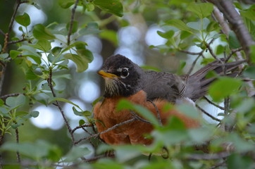 Robin on Nest