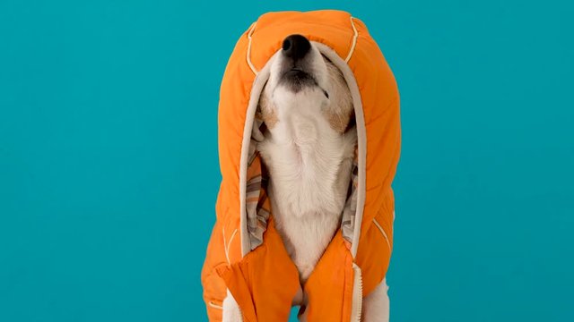 Little dog wearing orange warm jacket with hood covering muzzle sitting in studio with blue background