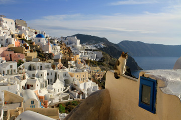 A picturesque moment captured of a cat sitting atop a wall on the beautiful island of Santorini, Greece