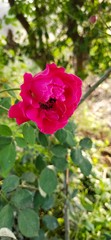 red rose in the garden