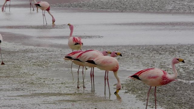 Flamingos group feeding at a lagoon in Bolivia