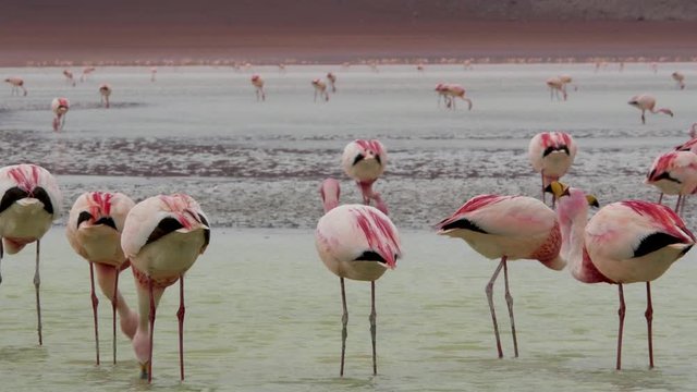Pink Flamingo group feeding at a lagoon in Bolivia