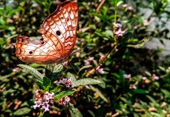 Mariposa descansa en hojas