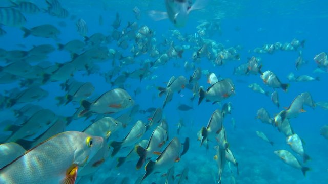 Shoal of fish running away from boat - underwater