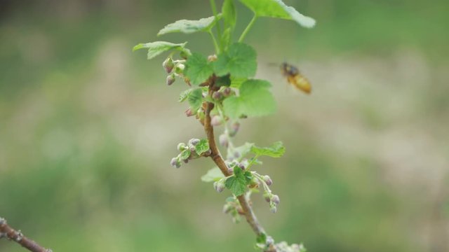Wasp flying around blackberry plant searching for pollen SLOW MOTION
