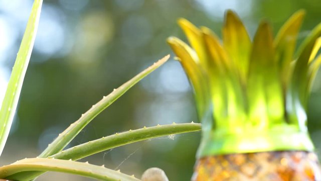 Closeup Of A Plant And Pineapple Lantern In A Backyard.