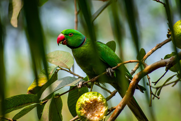 The rose-ringed parakeet, also known as the ring-necked parakeet, is a medium-sized parrot in the genus Psittacula, of the family Psittacidae.