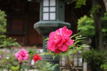 豪徳寺の牡丹の花