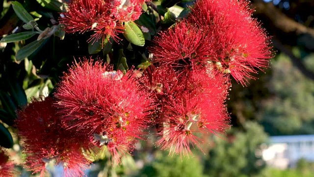 Honeybee collects nectar in the bright red flower of the Pohutukawa tree in New Zealand. Close-Up Slow Motion shot.