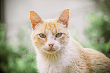 portrait of a yellow cat