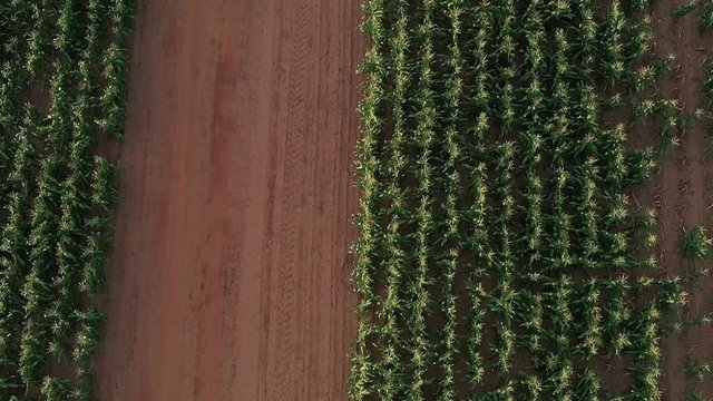 Birds-eye view of cornfields and a red dirt road with a farmer in a pickup truck driving past and an excited border collie on the back of the truck