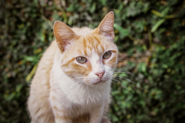 portrait of a yellow cat