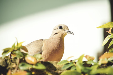 dove on the branch in nature