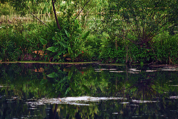 Obraz premium Green forest by the lake in reflection in the water beauty in nature in summer