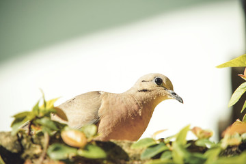 dove on the branch in nature