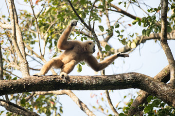 Closeup Lar gibbon or White-handed gibbon, high angle view, front shot, in the morning swinging on the branch in tropical forest, Khao Yai National Park, the jungle of Thailand.