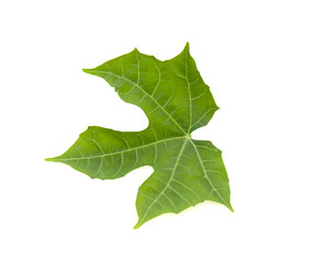 green leaf on a white background