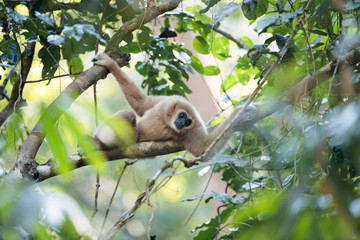 Closeup Lar gibbon or White-handed gibbon, high angle view, front shot, in the morning swinging on the branch in tropical forest, Khao Yai National Park, the jungle of Thailand.