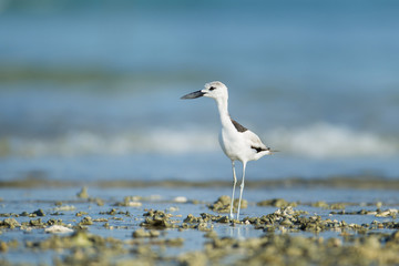 Closeup shorebird, Crab-plover, low angle view, side shot, in early morning standing and forage food under the blue sky on the sandy bank of Phang-nga beach in southern Thailand.