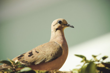 dove on the branch in nature
