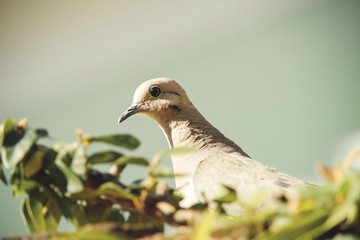 dove on the branch in nature