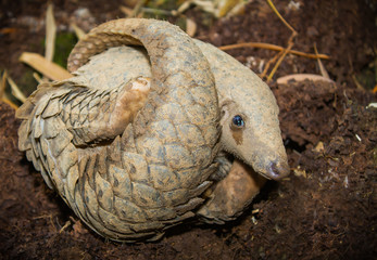 The pangolin curled up on the ground, which was the nest of termites for fear. It is a mammal with scales on the skin. Commonly used as an ingredient in Chinese medicine.