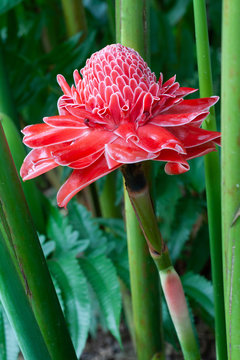 Bright red, Etlingera flower Fresh watery petals Appeared in its green clumps In the rain forest is abundant. This flower can be eaten.