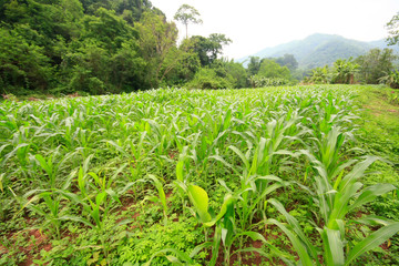 Fototapeta na wymiar A growing green corn field Despite the huge weed covering Corn cultivation in forestry areas during the economic downturn. Agriculture that uses less water.