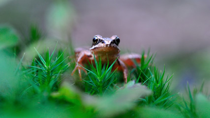 young tiny little Agile frog (rana dalmatina) with big eyes and green moss
