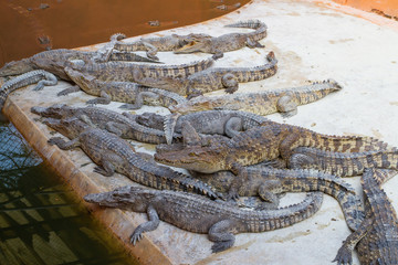 Crocodile pond with many large crocodiles. Business of raising crocodiles to produce leather, blood and crocodile bones. The condition of the crocodile farm in Thailand.