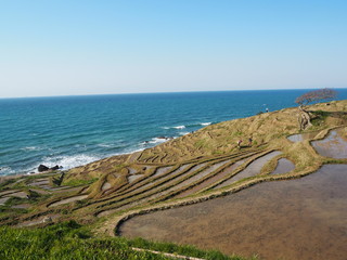 the famous rice paddy in noto peninsula