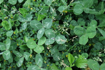 水滴がたまる三つ葉