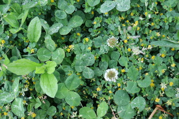 水滴がたまる三つ葉