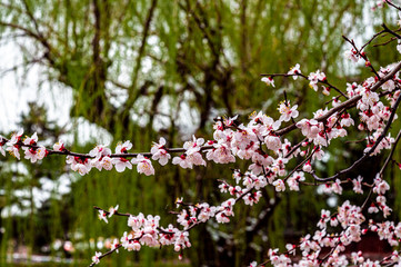 Flying snow in April, flowers and snowflakes compete for beauty in Changchun City, China
